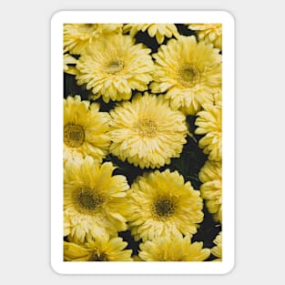 Yellow Gerberas Sticker